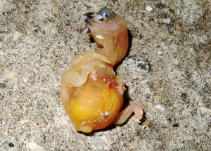 Baby gouldian wing and chest injury