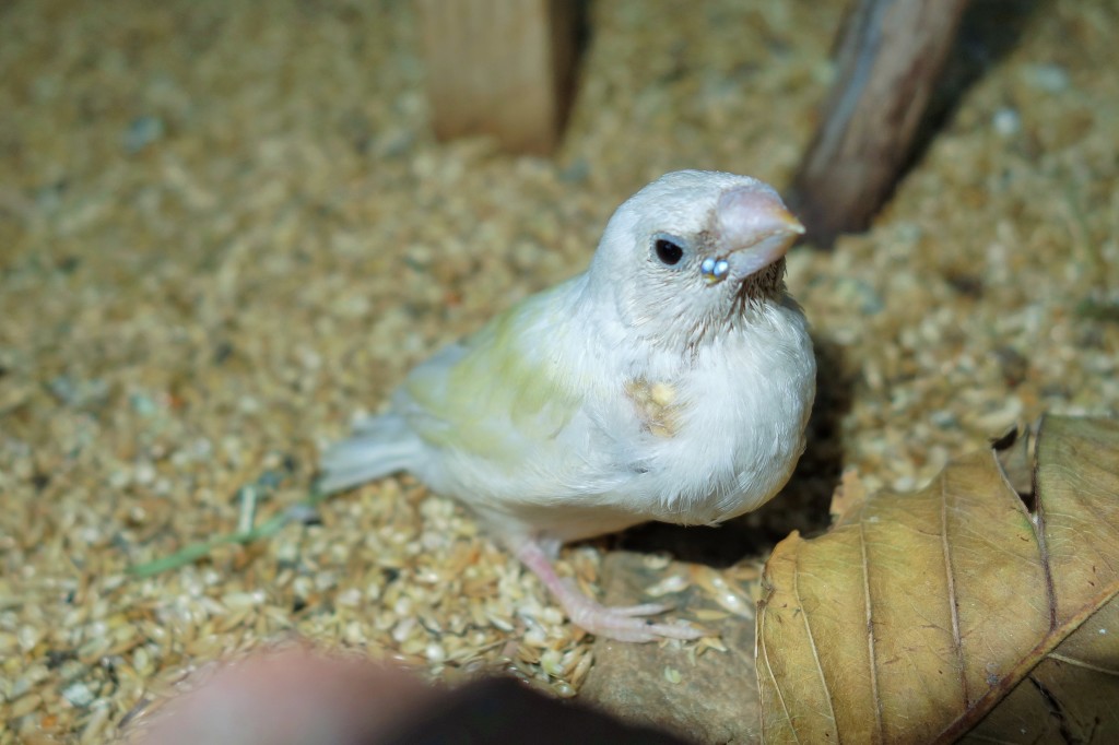 Gouldian baby kicked out of the nest box