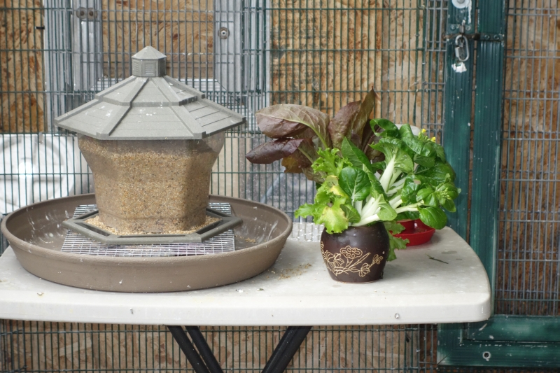 Feeding area 1 with window access