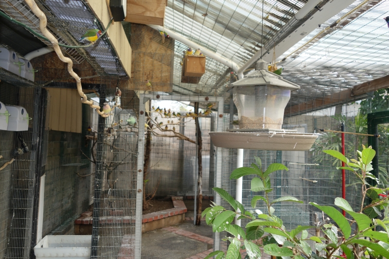 Gouldian feeding area #2 hanging with seed catcher Hanging Feeding area # 2 with seed catcher