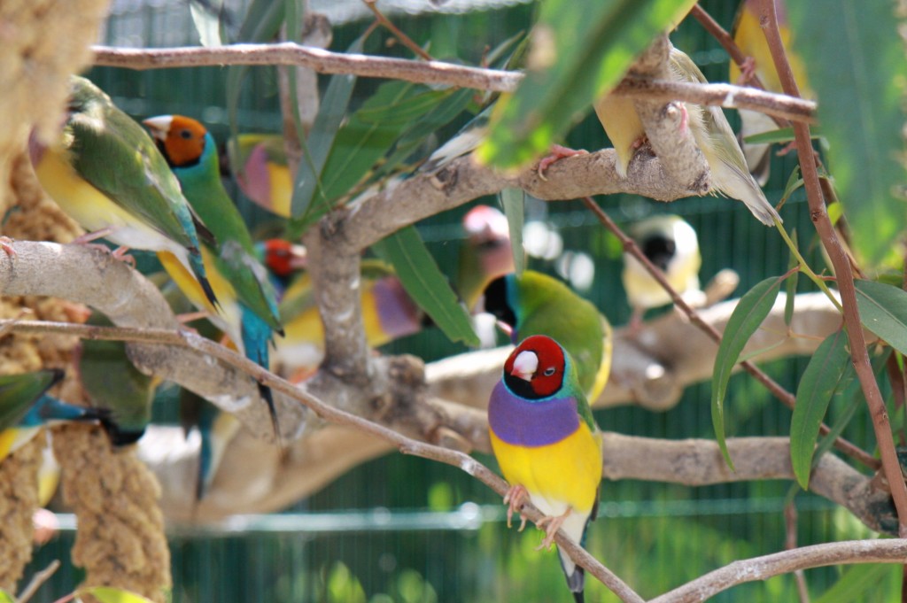Goulds in tree branches