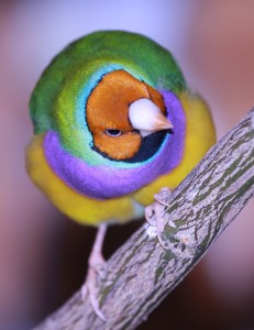 Normal Yellow head lady gouldian finch Male Gouldian Finch normal green back
