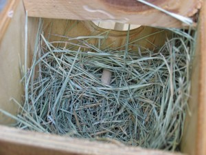 gouldian finch wooden nest box with nesting bermuda grass setup