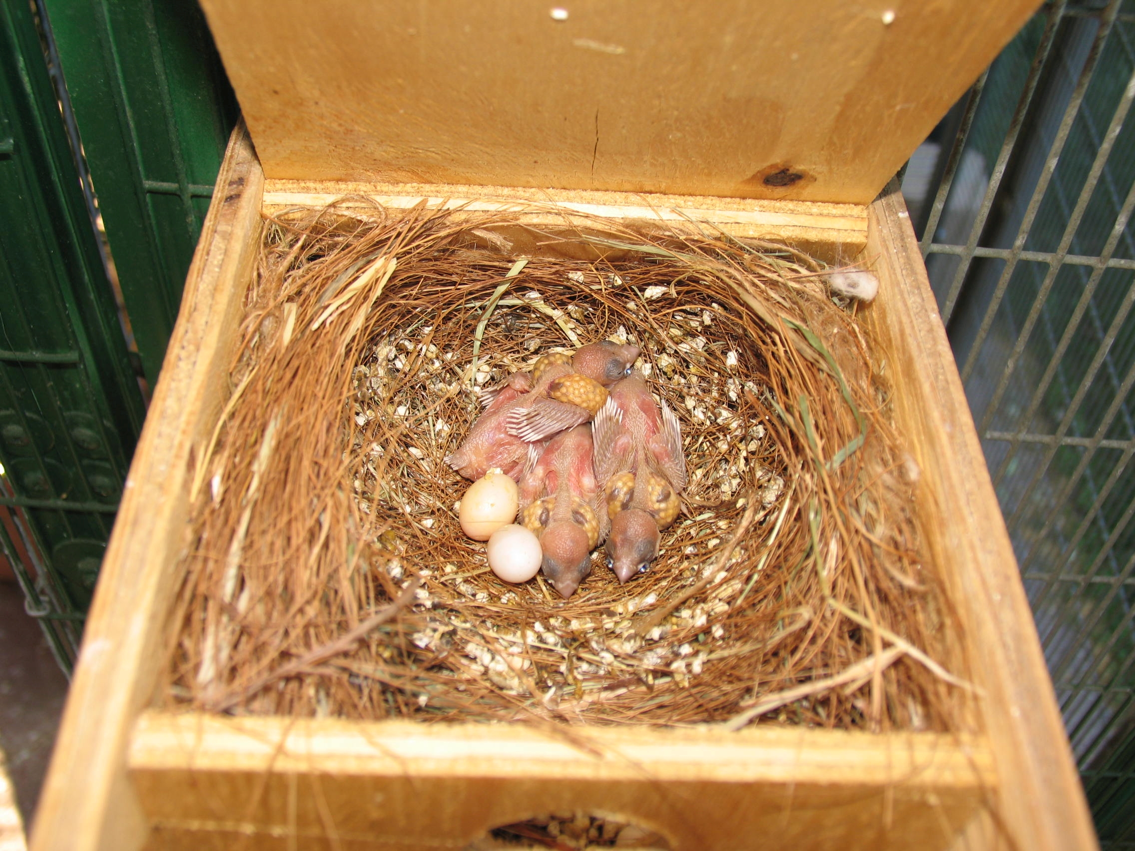 Gouldian Finch Nest Box Plans atelieryuwa.ciao.jp