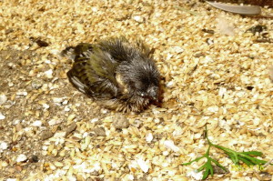 Young gouldian finch tossed out of his nest box