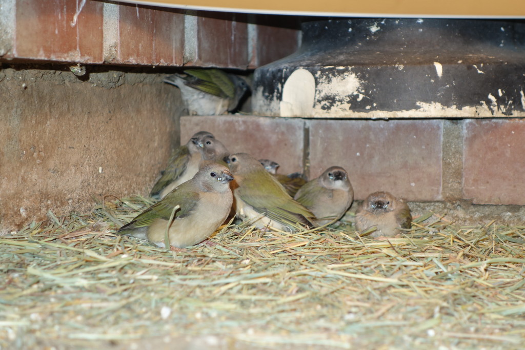Gouldian Juveniles 2015 Young juveniles under a lamp at night
