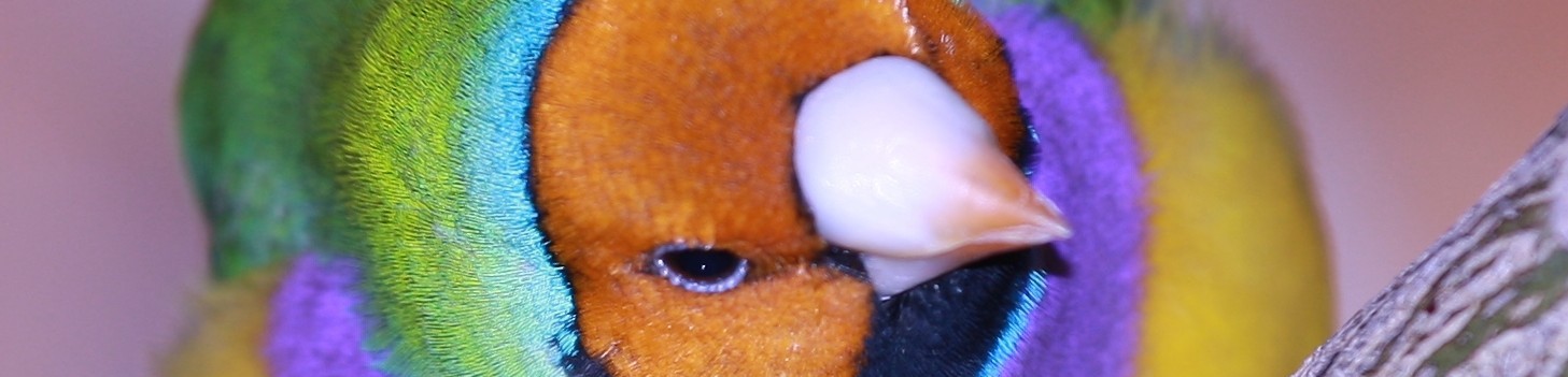 About Lady Gouldian Finches