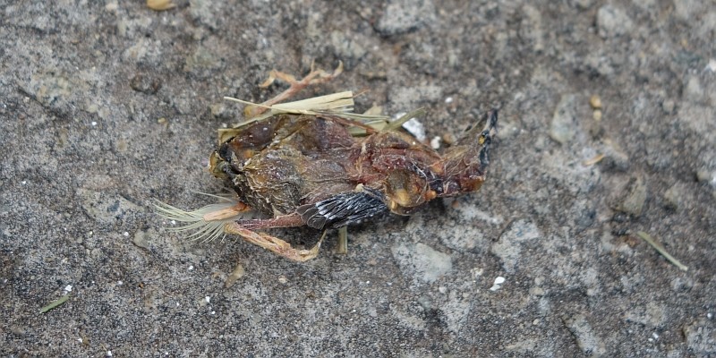 baby gouldian perished from summer heat baby gouldian perished from summer heat