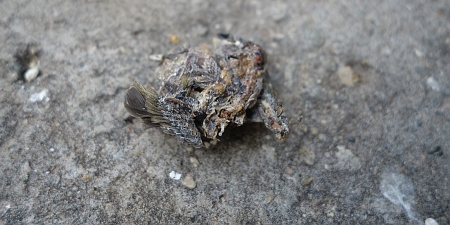 gouldian baby dried up due to hot summer gouldian baby dried up due to hot summer