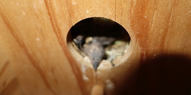 gouldian babies trying to escape summer heat and dies gouldian babies trying to escape summer heat and dies