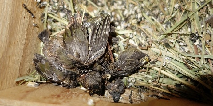 young gouldians suffered and dies due to summer heat young gouldians suffered and dies due to summer heat