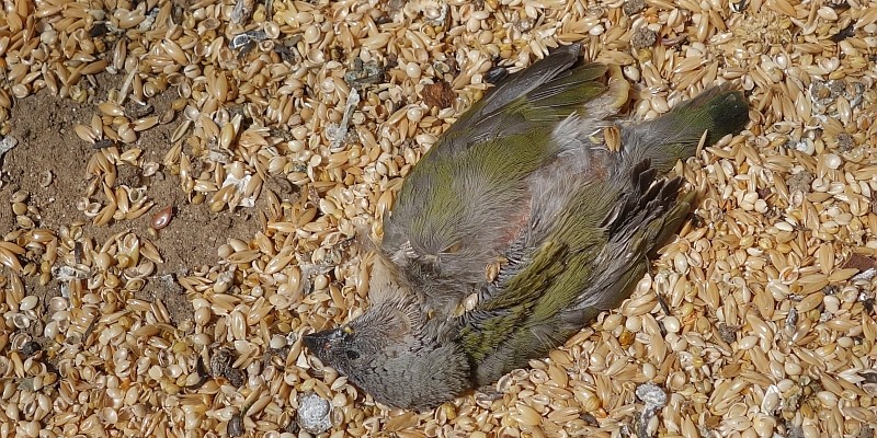 young gouldian died due to hot summer weather young gouldian died due to hot summer weather