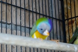 Gouldian stargazing injury