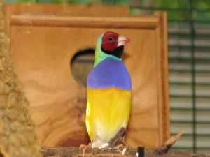 Red head male standing tall