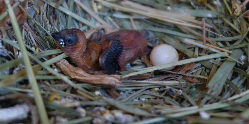 young gouldian weak due to summer heat young gouldian weak due to summer heat