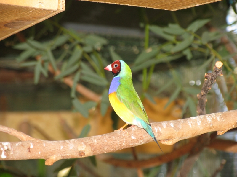 Male gouldian red head green back   