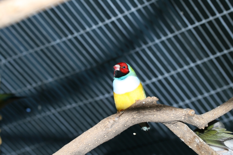 Red head gouldian white chest   