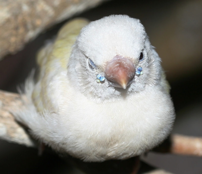 Gouldian juvenile white head yellow   