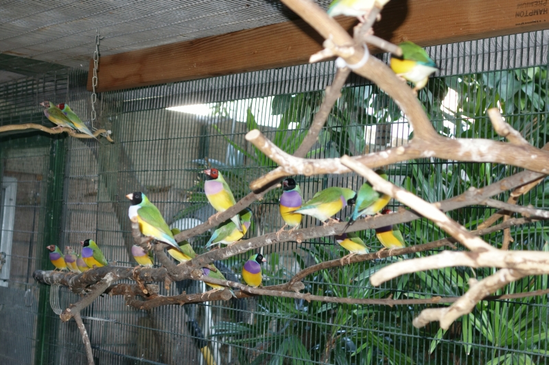 Gouldians in perches    