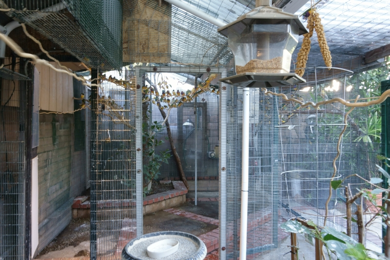 Gouldian bird feeder    