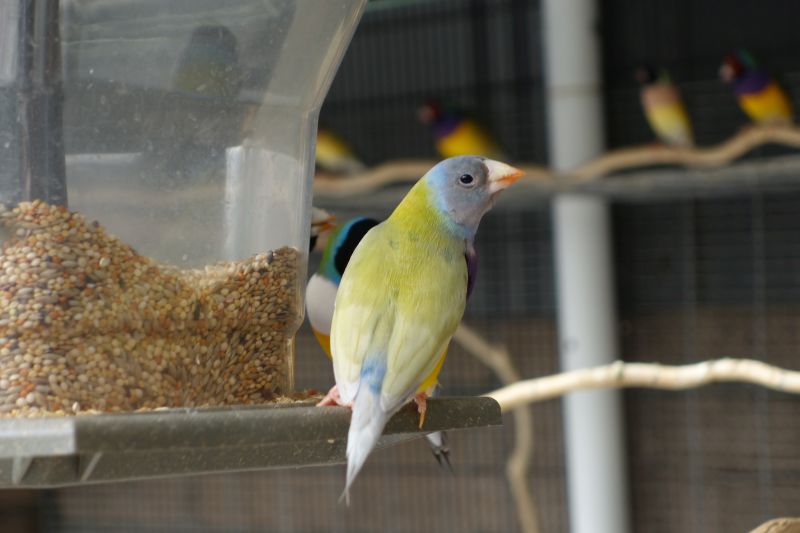 Male gouldian grey headed dilute    