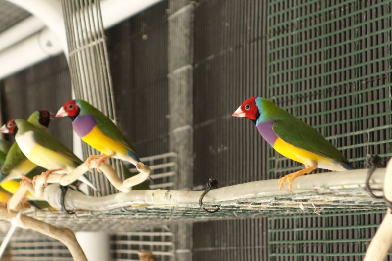 Gouldians Red head normal    