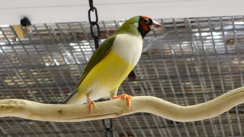 Normal gouldian white chested    