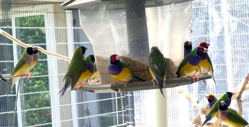 Gouldians in bird feeder    