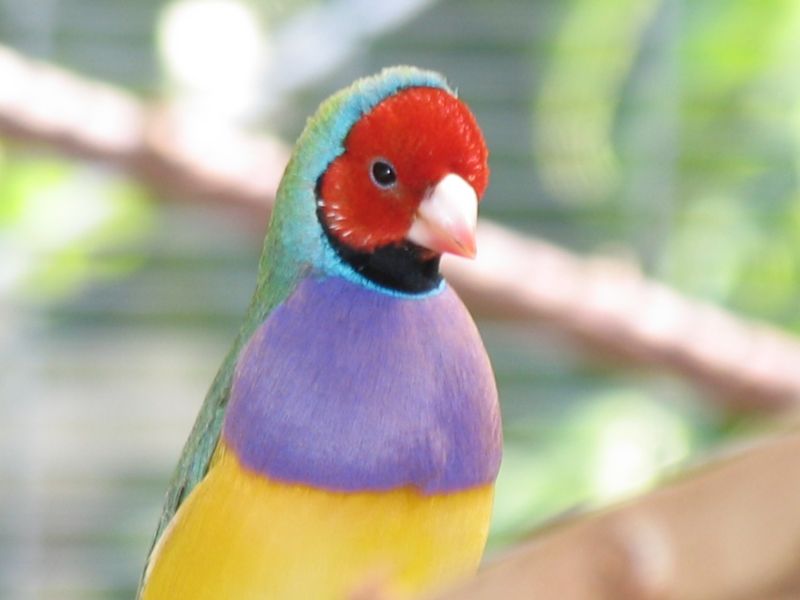 Male gouldian red head normal green back    