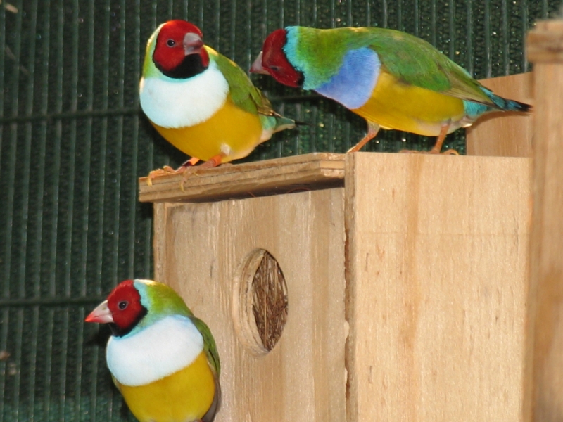 3 Gouldian white and purple chested normal green    
