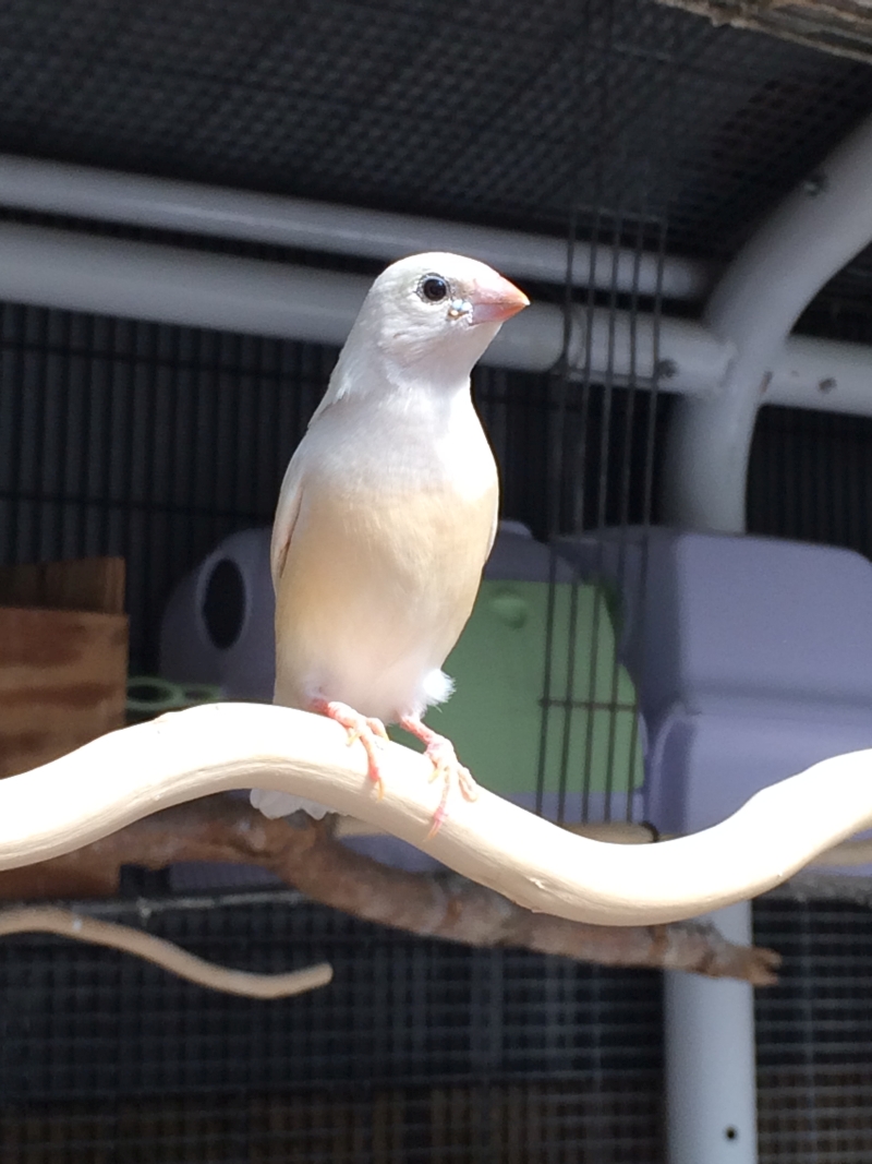 Gouldian juvenile WH-WC-Y    