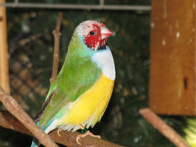 Male red head in moult    