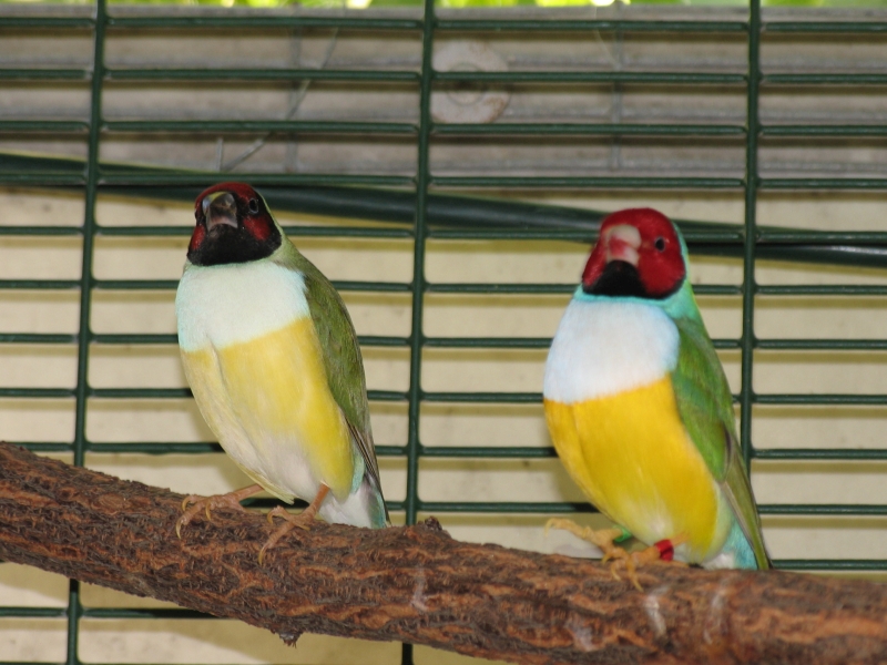 Gouldians white chested normal green back    