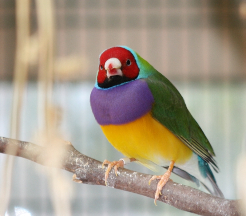 Red head male normal green back         