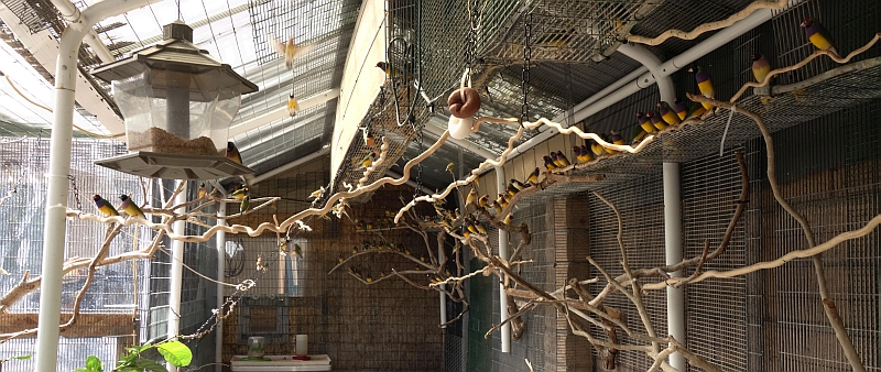 Inside aviary          