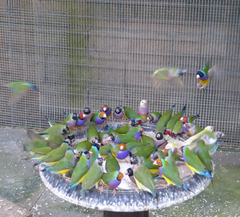 Gouldian eating crush egg shell         