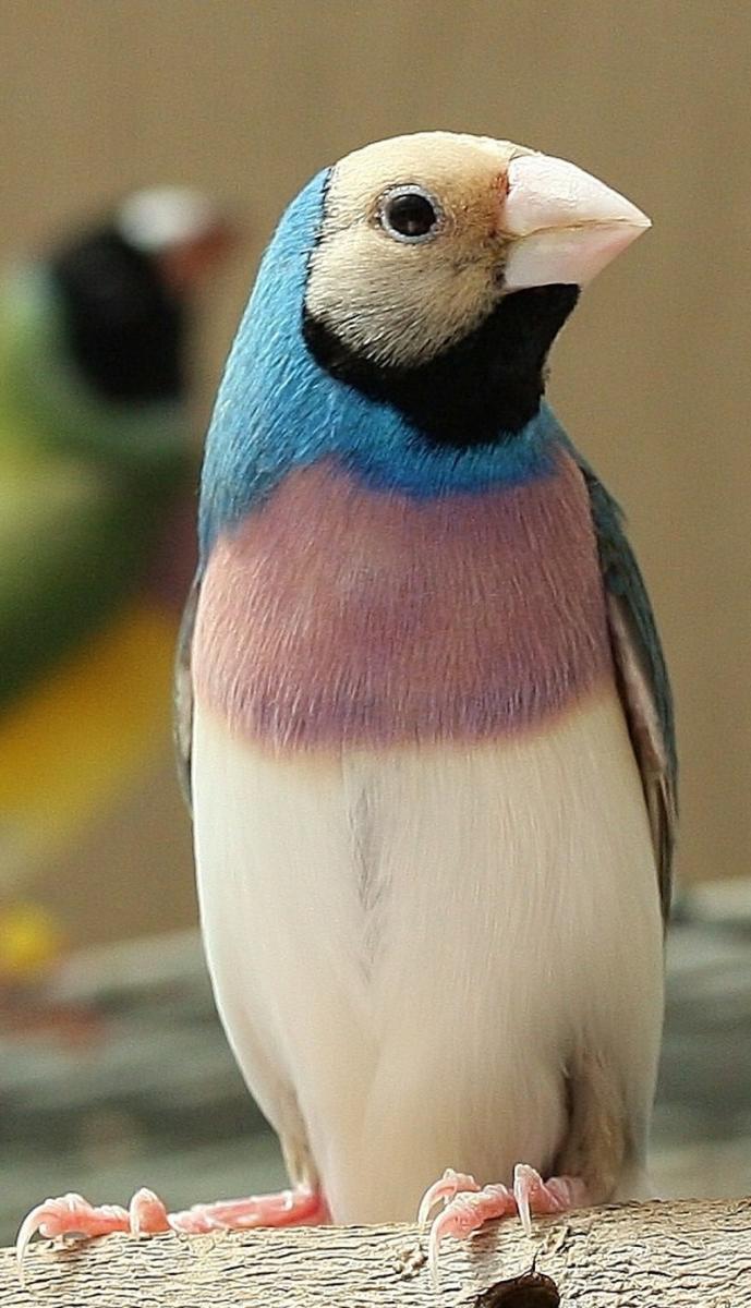 Gouldian Male blue back         