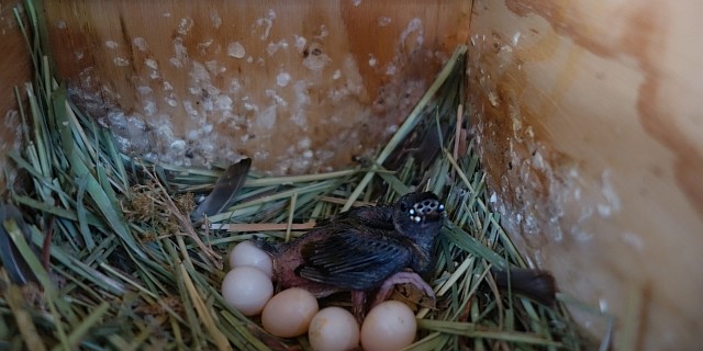 gouldian baby born summer time gouldian baby born summer time